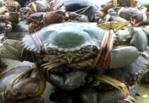 Pemerintah Akan Larang Kepiting Betina Dilalulintaskan