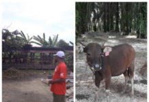 Terungkap, Pengadaan Sapi Bali 12 Kabupaten/Kota Provinsi Riau Diduga Fiktif