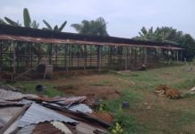 Diduga Bermasalah, Pengadaan Sapi Bali Dilaporkan Ke Polda Riau