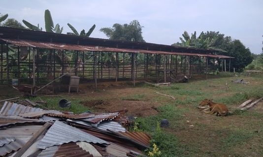 Diduga Bermasalah, Pengadaan Sapi Bali Dilaporkan Ke Polda Riau