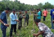 TNI dan Mahasiswa UR Tanam 1000 Pohon Mangruve Disepanjang Aliran Sungai Sinaboi