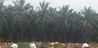 Bagikan Sertifikat Tanah Gratis Kepada Masyarakat, Presiden Joko Widodo Lakukan Peremajaan Sawit di Kabupaten Rokan Hilir