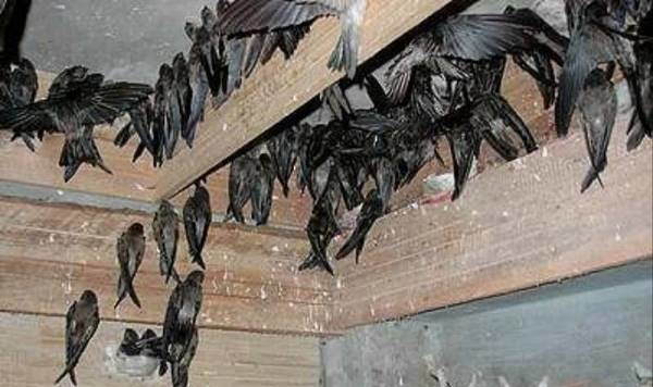 Burung Walet