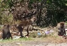 Diduga Karna Kelaparan, Sekelompok Monyet Ekor Panjang Masuk Kampung