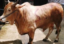 Hari Raya Idul Adha 1439 H, PWI Riau Sembelih 2 Ekor Sapi dan 2 Ekor Kambing