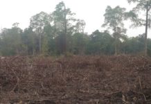 Hutan Mangrove Benteng Pulau Bengkalis Kini Terus Dirambah
