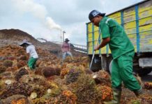 Naik 4,42 %, Industri Kelapa Penyumbang Terbesar Sawit Nilai Ekspor Riau