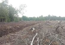 “Kehancuran Pulau Bengkalis Semakin Dipercepat” Ratusan Hektar Hutan Manggrove Beralih Fungsi Jadi Kolam Udang