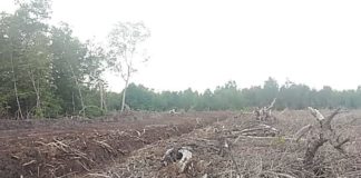 “Kehancuran Pulau Bengkalis Semakin Dipercepat” Ratusan Hektar Hutan Manggrove Beralih Fungsi Jadi Kolam Udang