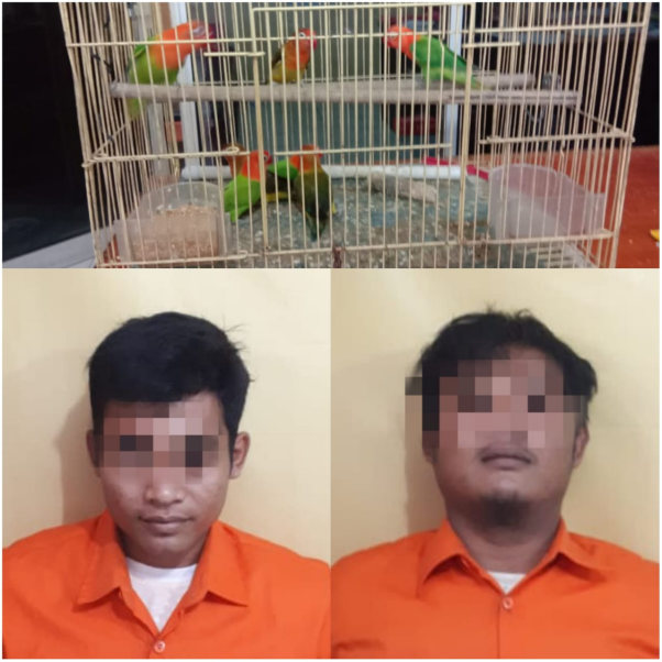 Nekat Curi Burung, Dua Pelaku Digelandang Ke Polsek Tapung