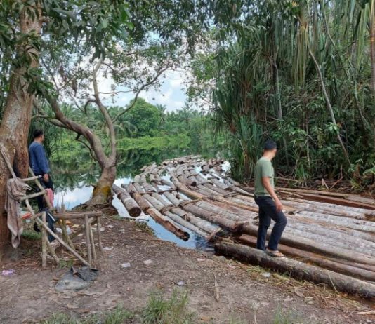 Negara Hadir Tak Boleh Kalah Dari Kejahatan, Polda Riau Amankan Mafia Kayu Komplotan Anak Jenderal