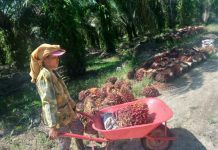 Praktik Perbudakan di Perkebunan Kelapa Sawit Sukseskan B30-B100, SERBUNDO : “ISPO dan RSPO Punya Peran Melegalkan”