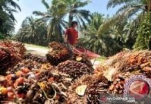 Apkasindo : Situasi Turbulensi Sawit Dimanfaatkan Spekulan TBS Buat Petani merugi
