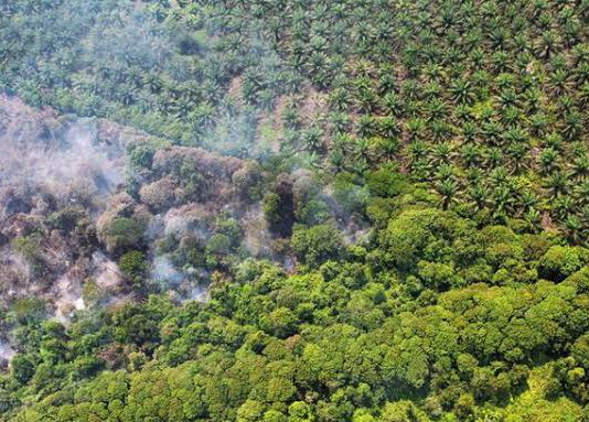 Diduga Alihfungsikan Kawasan Hutan Menjadi Perkebunan Kelapa Sawit, Sucipto Andra Digugat Di PN Dumai