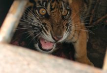 Resahkan Warga, BKSDA Riau Tangkap Harimau Sumatera Di Desa Pulau Muda Pelalawan