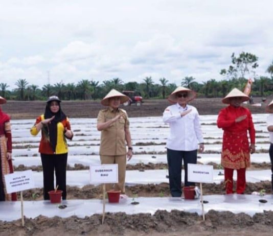 “Wujudkan Ketahanan Pangan di Pelalawan, Gubri dan Bupati Pelalawan Bersama Wamentan Gelar Tanam Cabai”