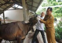 Jelang Hari Raya Idul Adha 1445 H/2024 M, Distankan Pekanbaru Intensif Periksa Kesehatan Hewan Kurban