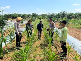 Kapolsek Batang Cenaku Dan Personil Lakukan Pendampingan Budidaya Jagung Pipil Di Desa Aur Cina Inhu