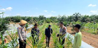 Kapolsek Batang Cenaku Dan Personil Lakukan Pendampingan Budidaya Jagung Pipil Di Desa Aur Cina Inhu
