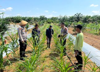 Kapolsek Batang Cenaku Dan Personil Lakukan Pendampingan Budidaya Jagung Pipil Di Desa Aur Cina Inhu