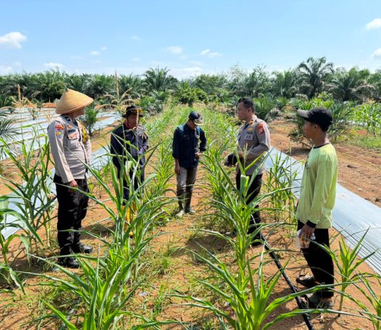 Kapolsek Batang Cenaku Dan Personil Lakukan Pendampingan Budidaya Jagung Pipil Di Desa Aur Cina Inhu