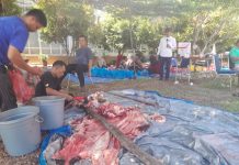Idul Adha 1447 H Disdik Pekanbaru Sembelih 7 Ekor Hewan Kurban