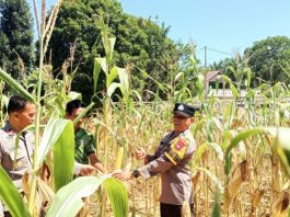 Dukung Ketahanan Pangan, Polsek Batang Cenaku Edukasi Petani Budidaya Jagung Pipil di Desa Bukit Lingkar