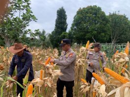 Dukung Swasembada Pangan, Polsek Batang Cenaku Bersama BPP Inhu Panen Jagung Pipil