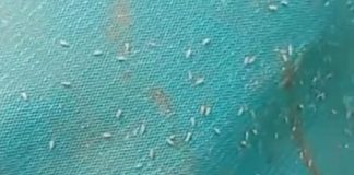 ” Berkutu” Beras Bulog Masuk ke Dumai Dinilai Kurang Berkualitas